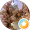 T C. Avatar